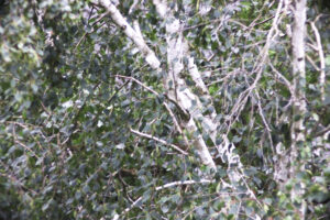 Treetop 0012
