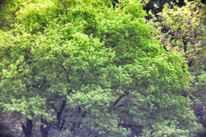 https://valkenburg.kunstenantiek.eu/wp/index.php/product/boomkroon-0001/